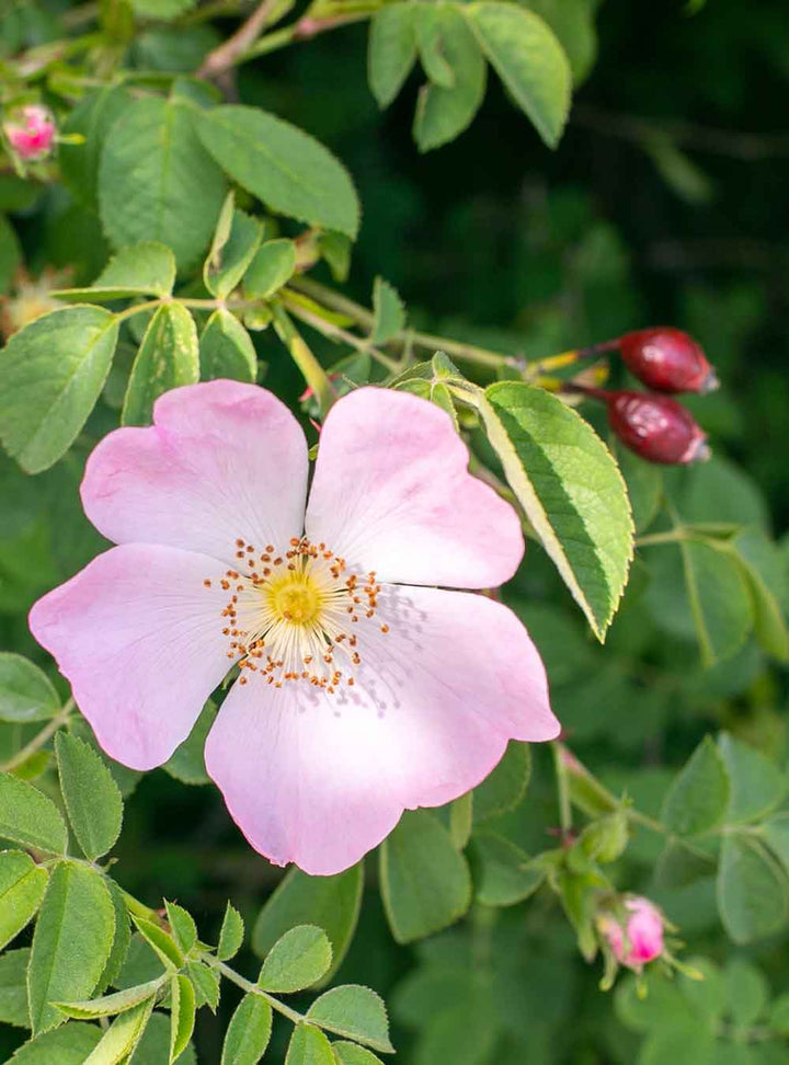 Rausch Colour-protecting Shampoo With Wild Rose 200ml