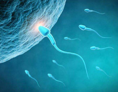 Orthomol Fertil Plus capsules for fertility