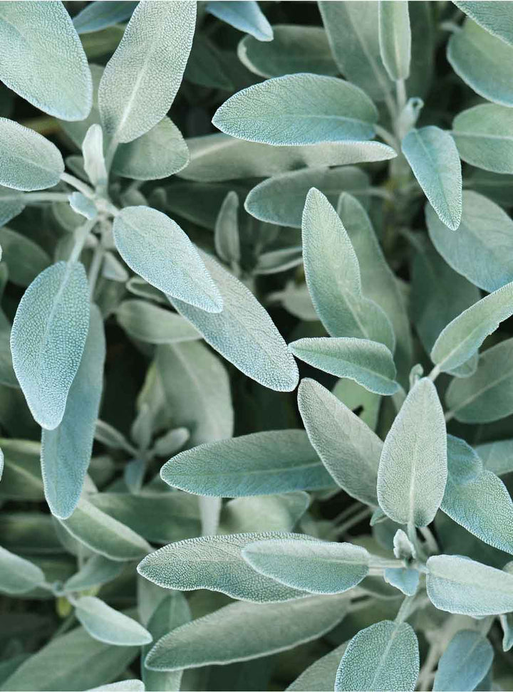 Rausch Silver-shine conditioner with sage 150ml