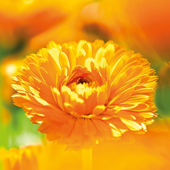 Weleda Calendula Baby Oil Fragrance Free 200ML