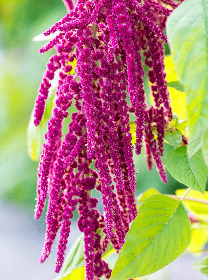 Rausch Repair Conditioner With Amaranth 150ml