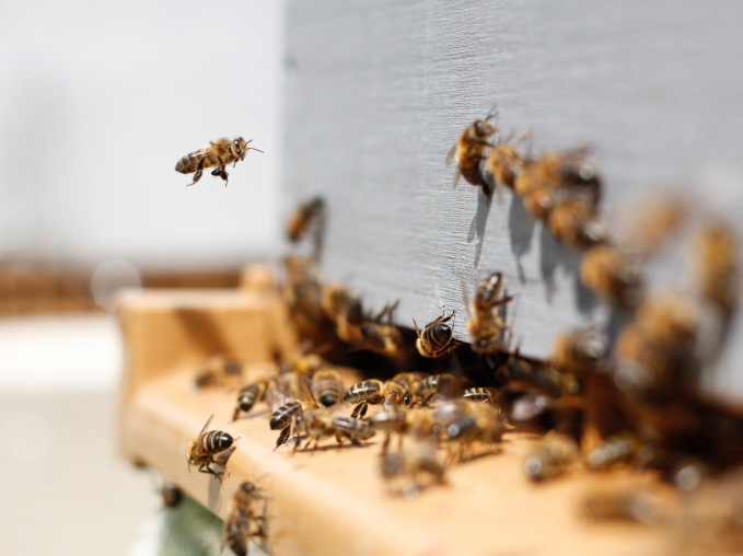 Medex B-Komplex mit Bienenpollen 60 Kapseln 