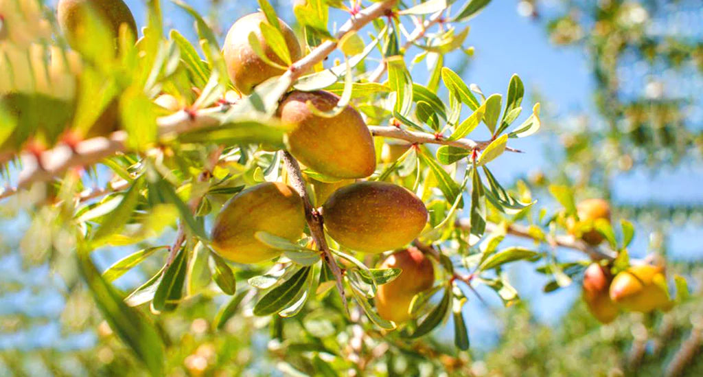 Equilibra Argan Gesichts- und Augen-Make-up-Entferner-Tücher, 25 Stück