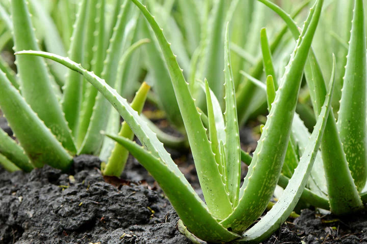 Equilibra Aloe Sensitive Gums Zahnpasta 75ML