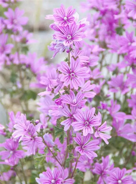 Rausch Mallow Spray Conditioner 100Ml