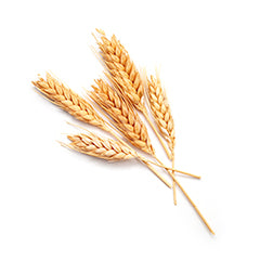 Rausch Wheat Germ nourishing rinse Conditioner 200ML